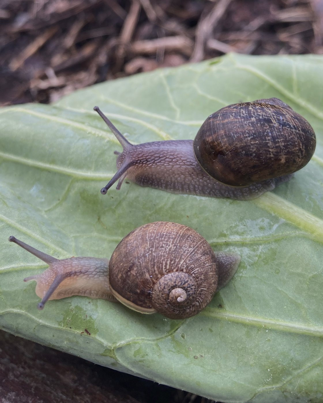 Ned is a perfectly nice snail, but a rare shell means a doomed love life | iNFOnews.ca