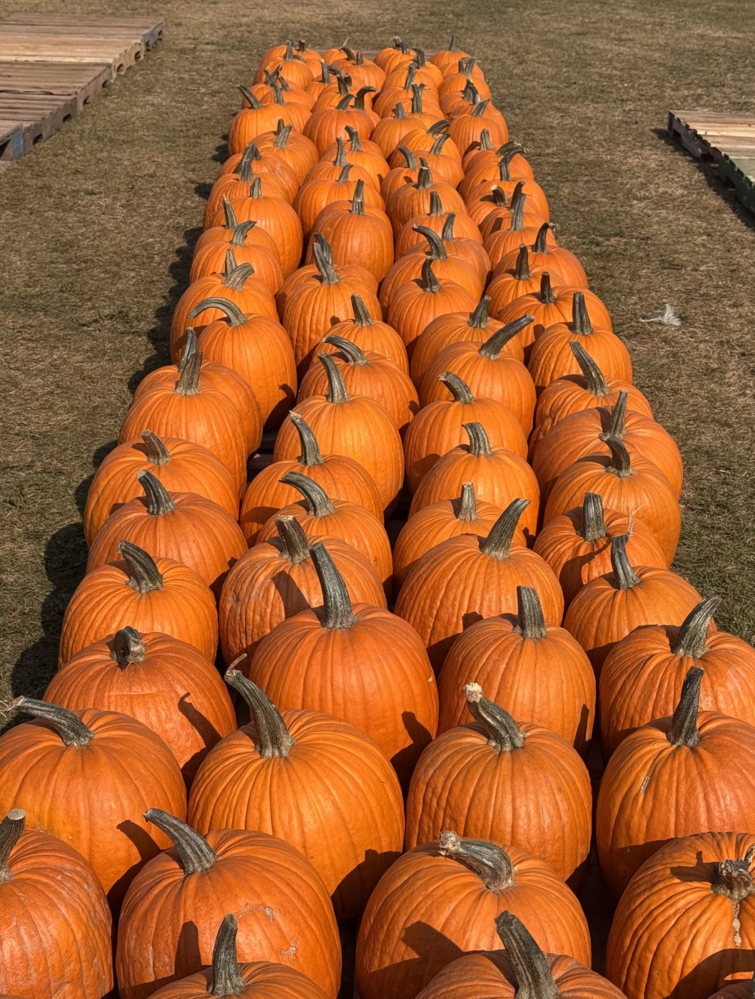 'There's something strange in the pumpkin fields.' Drought & heat frightening farmers | iNFOnews.ca