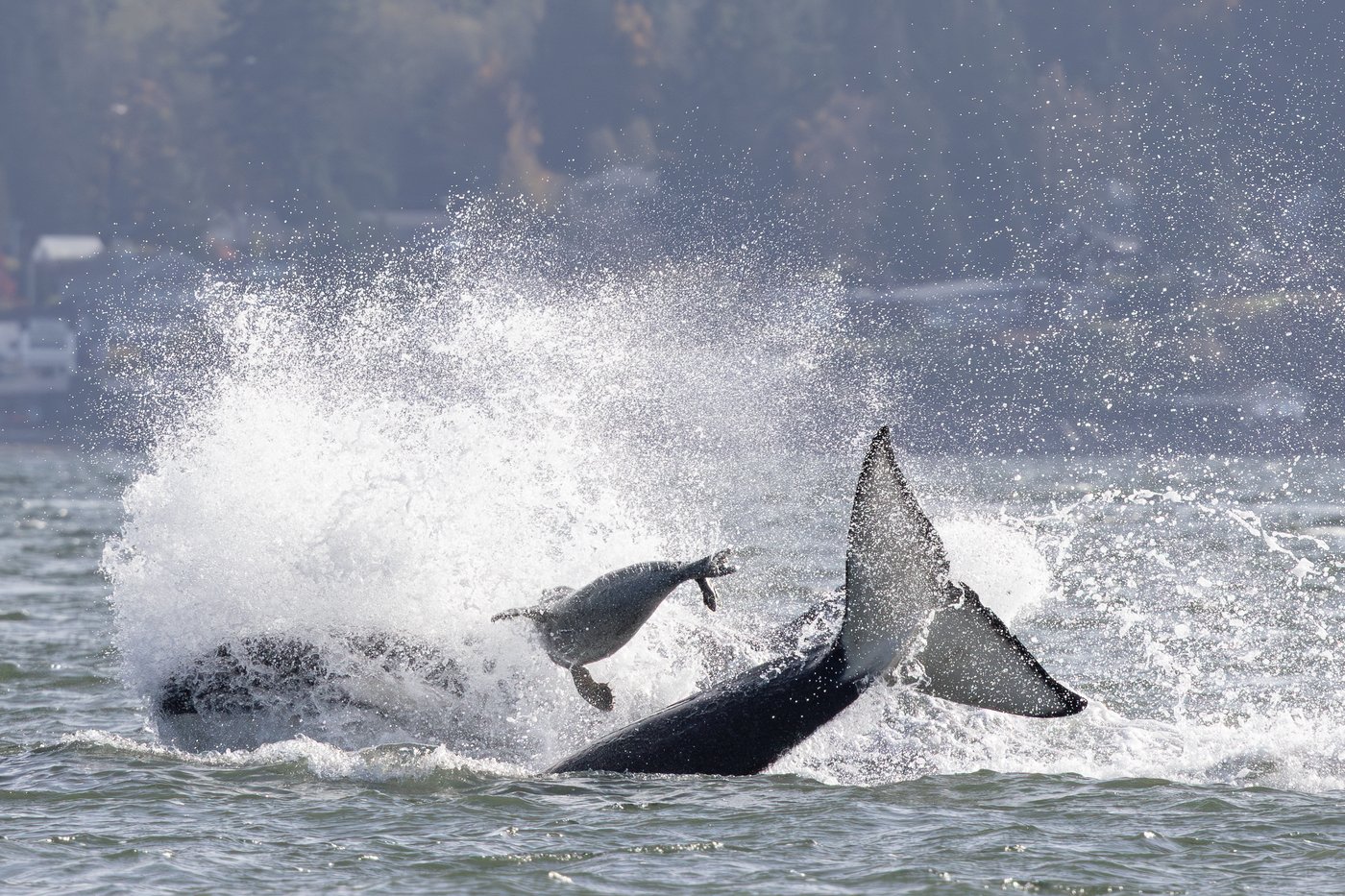Seal escapes orca hunt by jumping onto photographer's boat | iNFOnews.ca Seal escapes orca hunt by jumping onto photographer's boat | iNFOnews.ca
