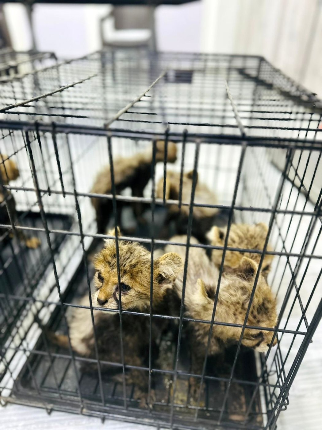 Cheetah cubs destined for illegal trade in exotic pets rescued in Somaliland | iNFOnews.ca