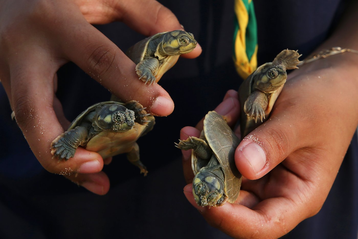Photos show release of giant Amazon river turtle hatchlings in key Brazilian reserve | iNFOnews.ca