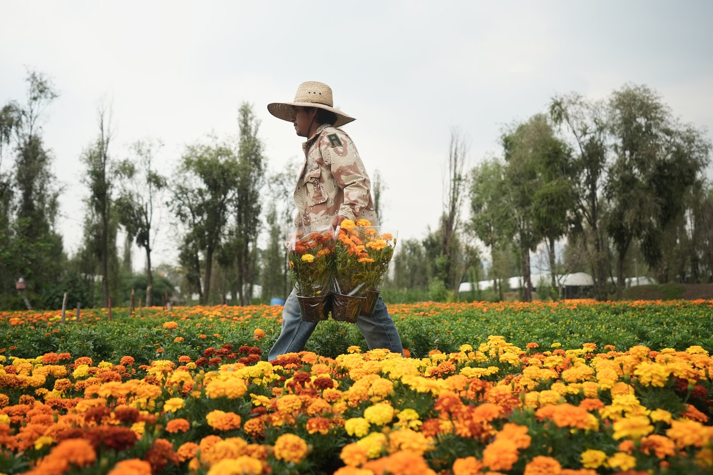 This orange flower cloaks Mexico during Day of the Dead. Climate change is putting it at risk | iNFOnews.ca