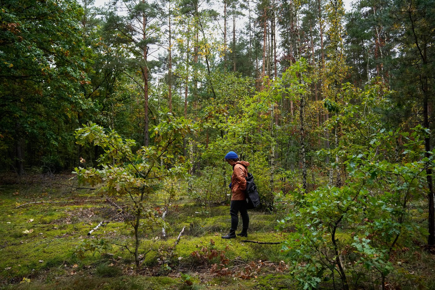 Mushroom hunting in Germany sees a revival thanks to veganism and medicinal fungi, in photos | iNFOnews.ca