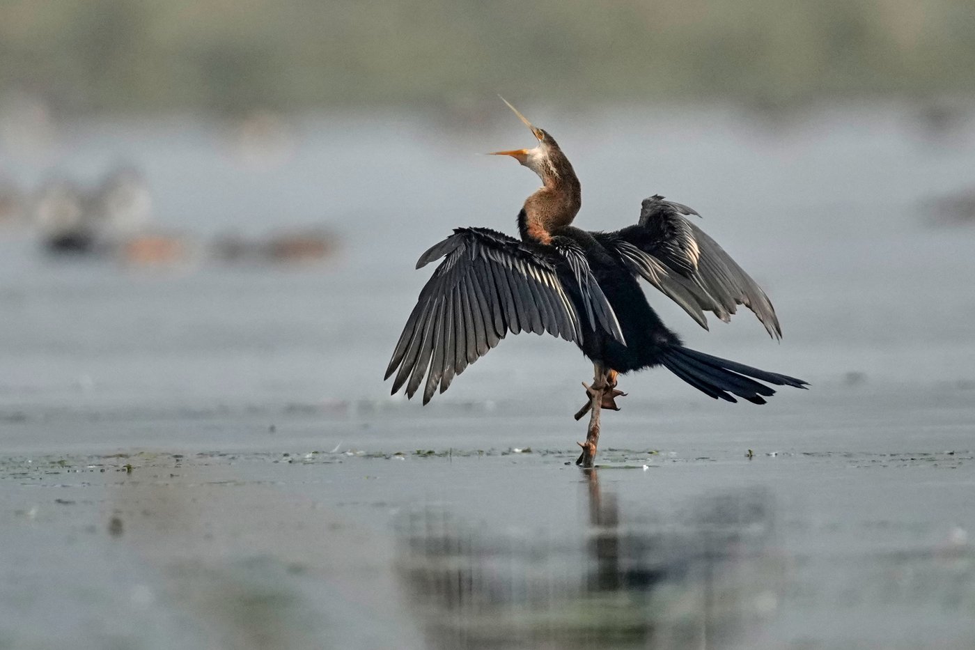Photos show migratory birds after their arrival at an Indian wildlife sanctuary | iNFOnews.ca
