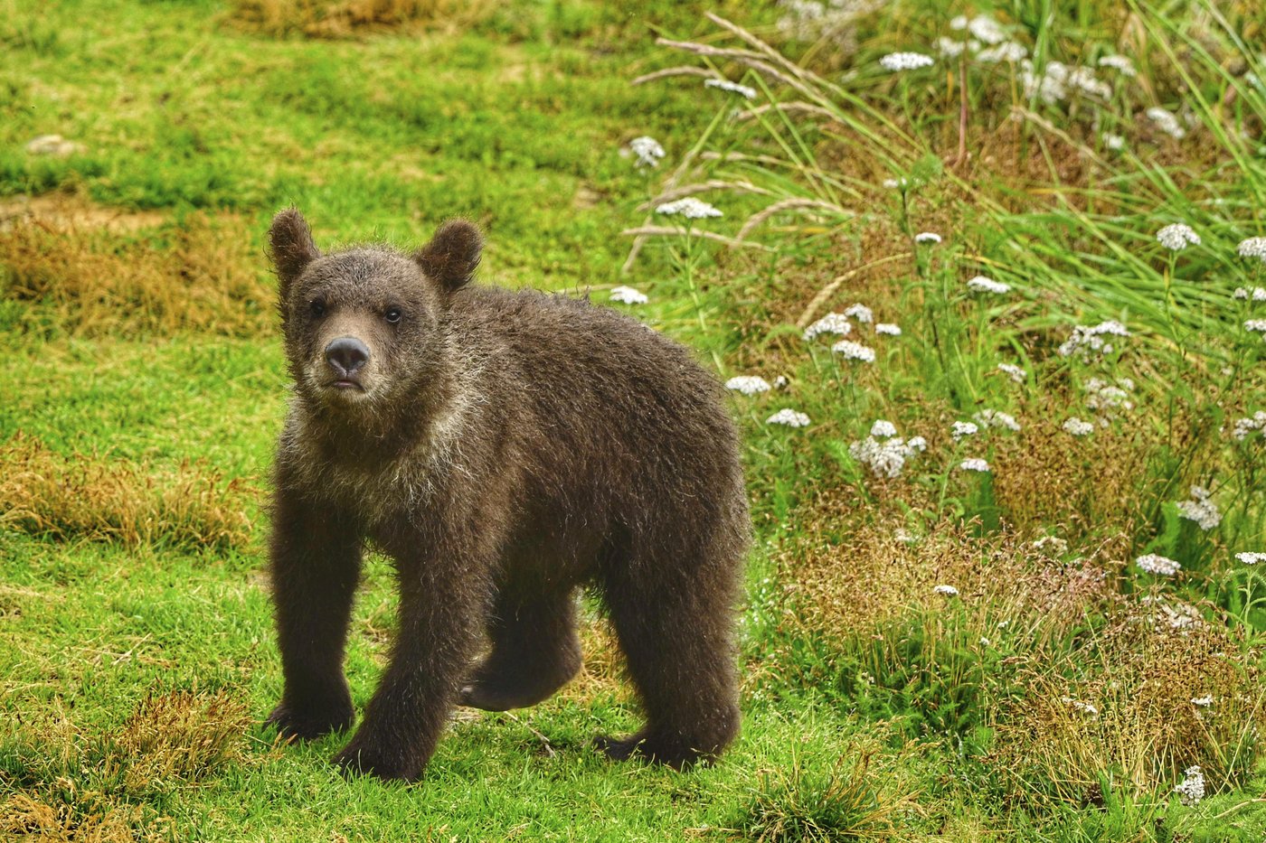 What to know about Fat Bear Week, and the brawny bruins ready to battle for the title | iNFOnews.ca