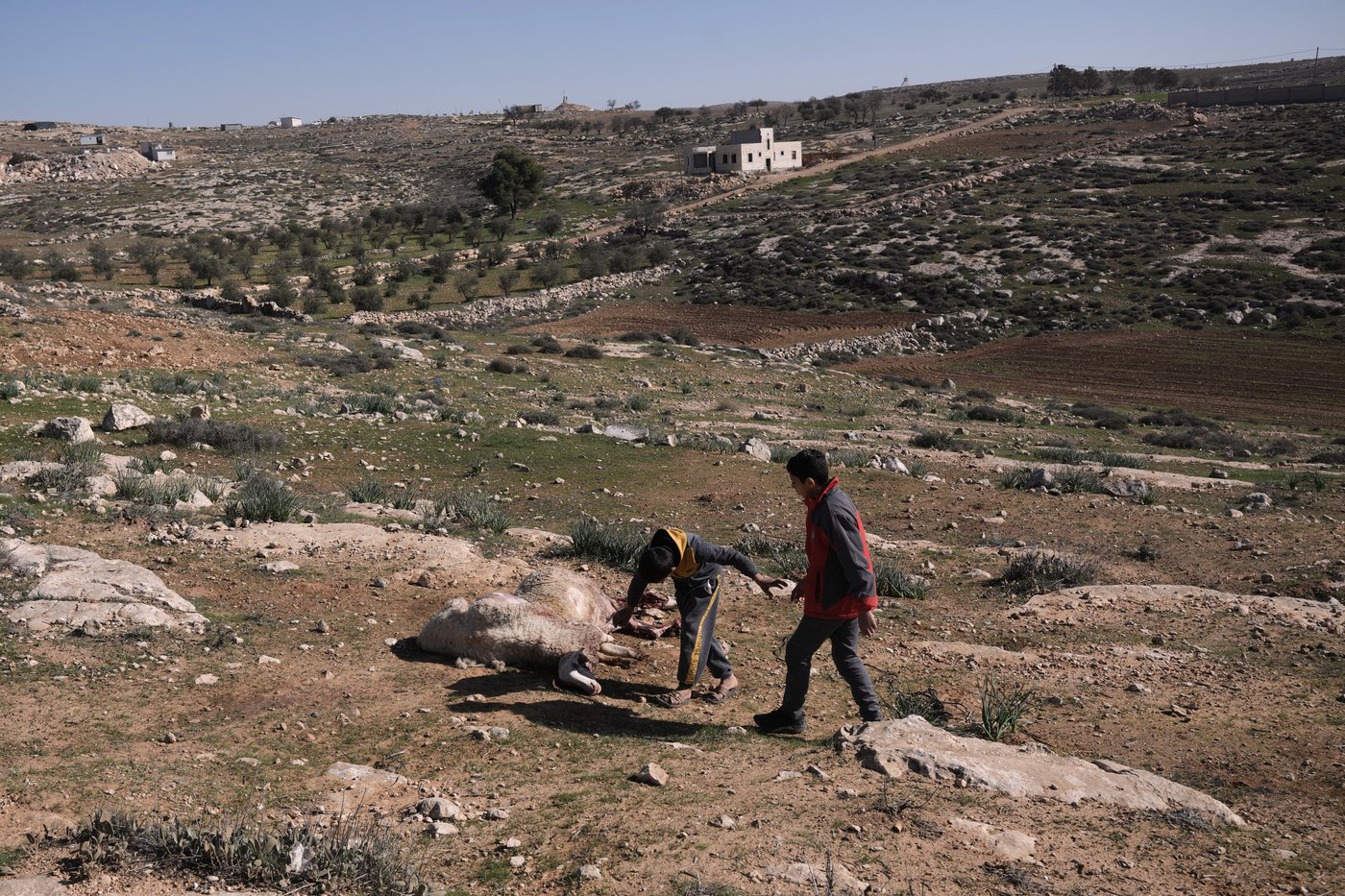 Israeli settlers forcibly enter Palestinian home and kill sheep in latest West Bank attack | iNFOnews.ca