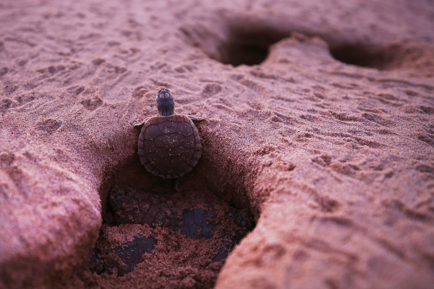 Photos show release of giant Amazon river turtle hatchlings in key Brazilian reserve | iNFOnews.ca