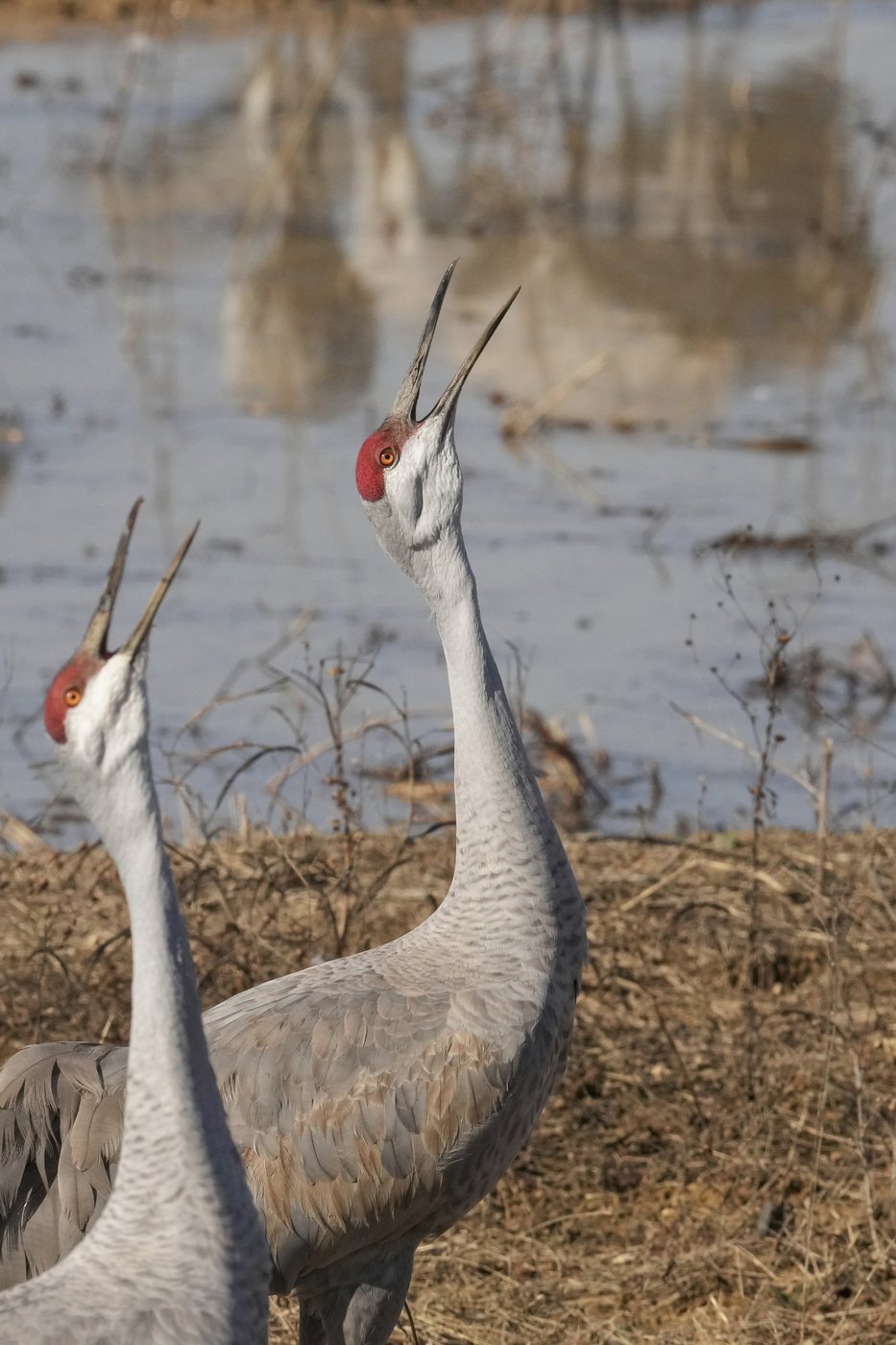 See stunning photos of animals and nature captured by AP photojournalists in 2025 | iNFOnews.ca