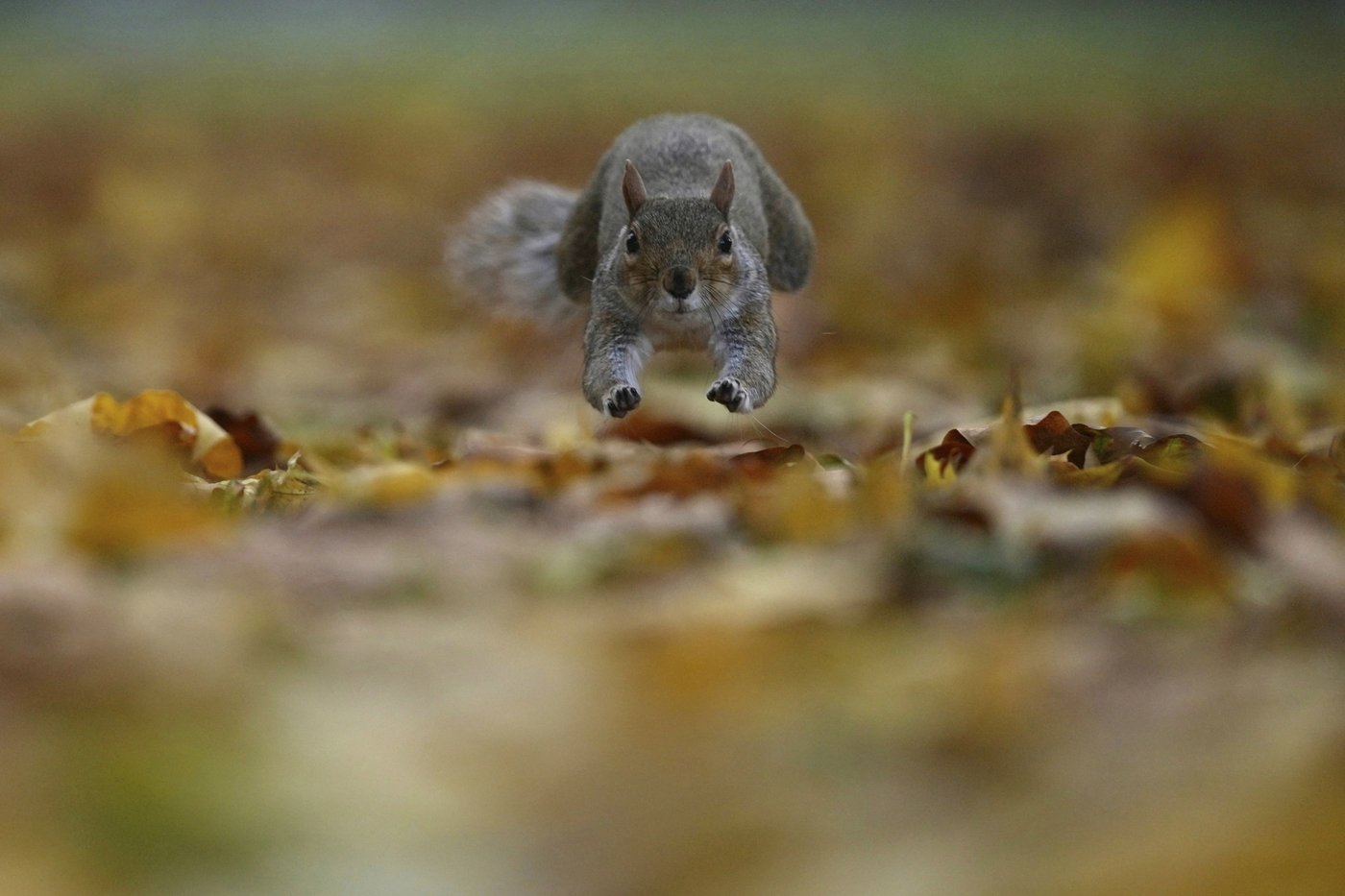 See stunning photos of animals and nature captured by AP photojournalists in 2025 | iNFOnews.ca