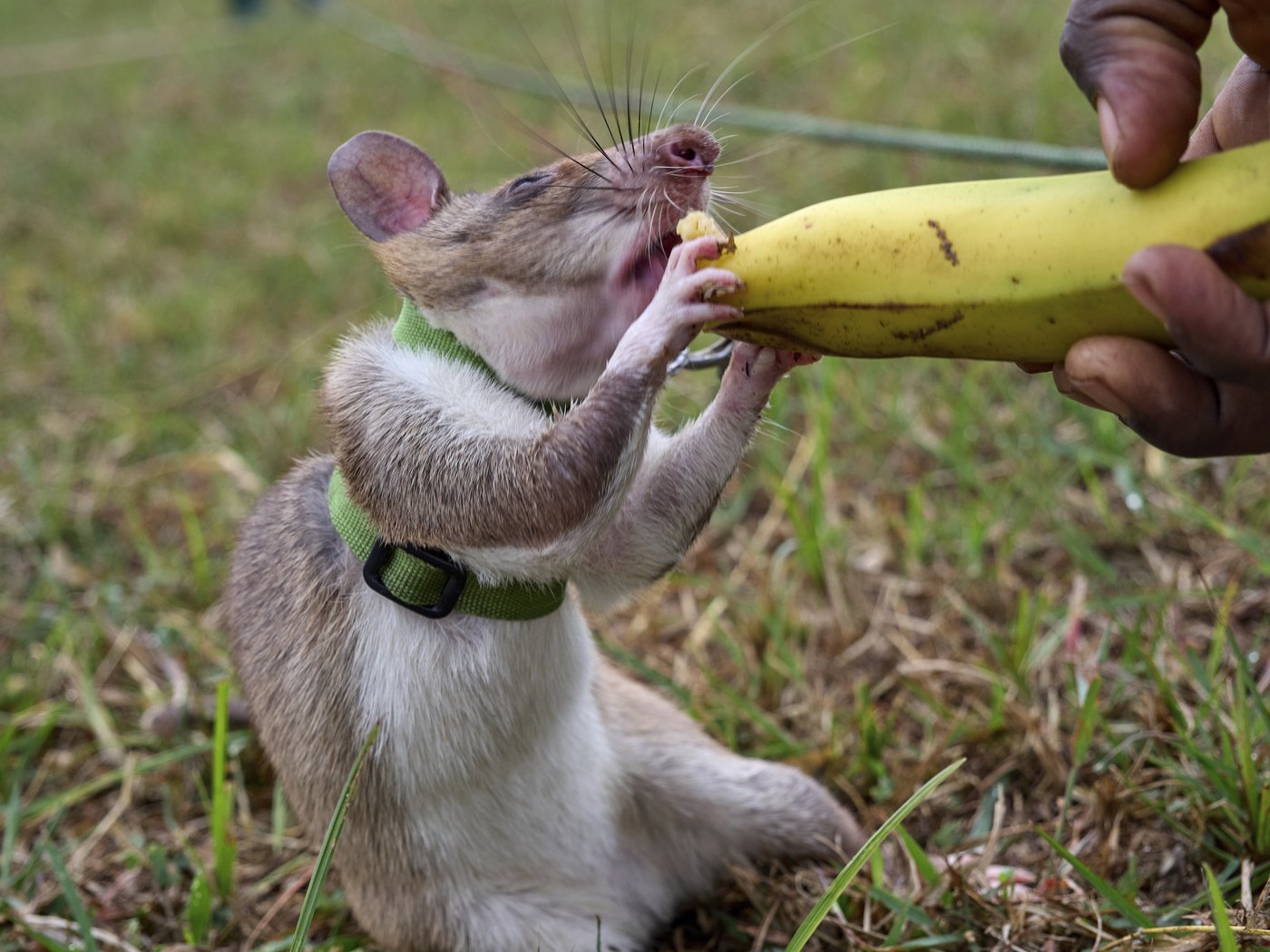 Land mines and tuberculosis are no match for Tanzanian ‘hero rats’ sniffing out danger and disease | iNFOnews.ca Land mines and tuberculosis are no match for Tanzanian ‘hero rats’ sniffing out danger and disease | iNFOnews.ca