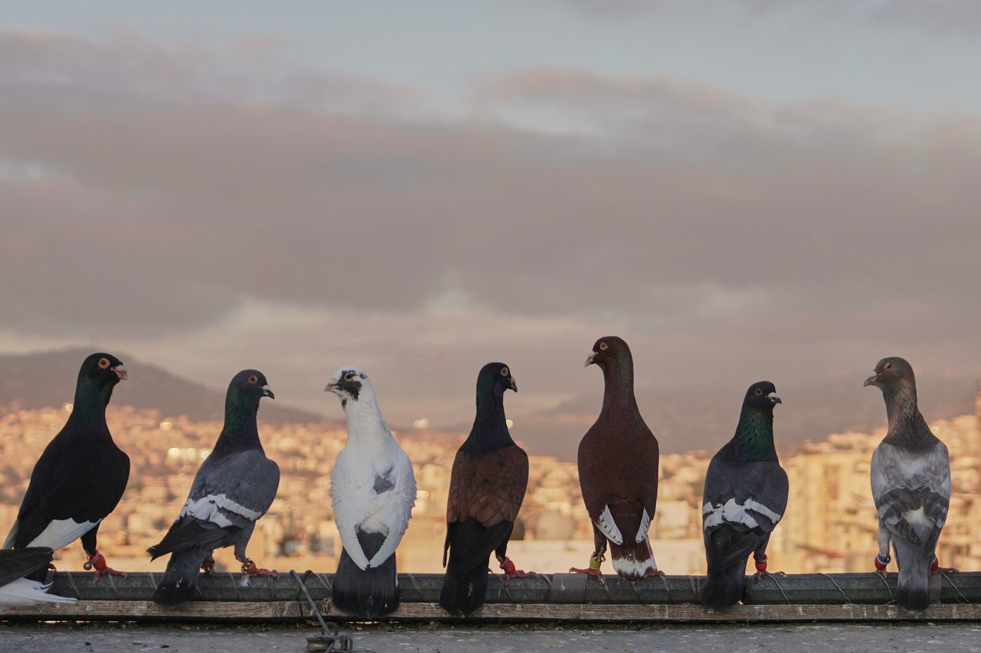 Photos of a Beirut woman's rooftop sanctuary for pigeons | iNFOnews.ca