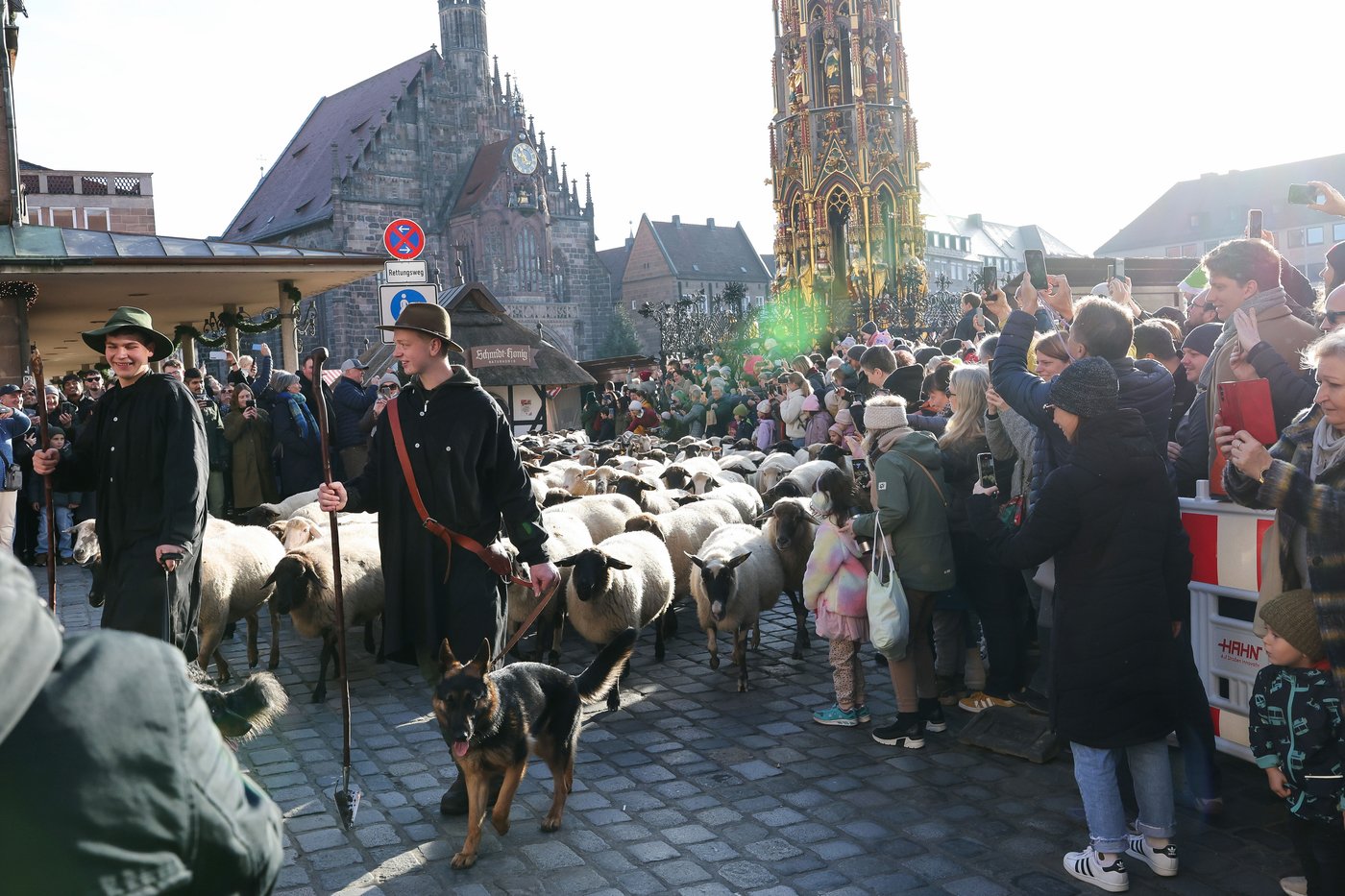 Make way for the flock! Hundreds of sheep head through German city to their winter pastures | iNFOnews.ca Make way for the flock! Hundreds of sheep head through German city to their winter pastures | iNFOnews.ca