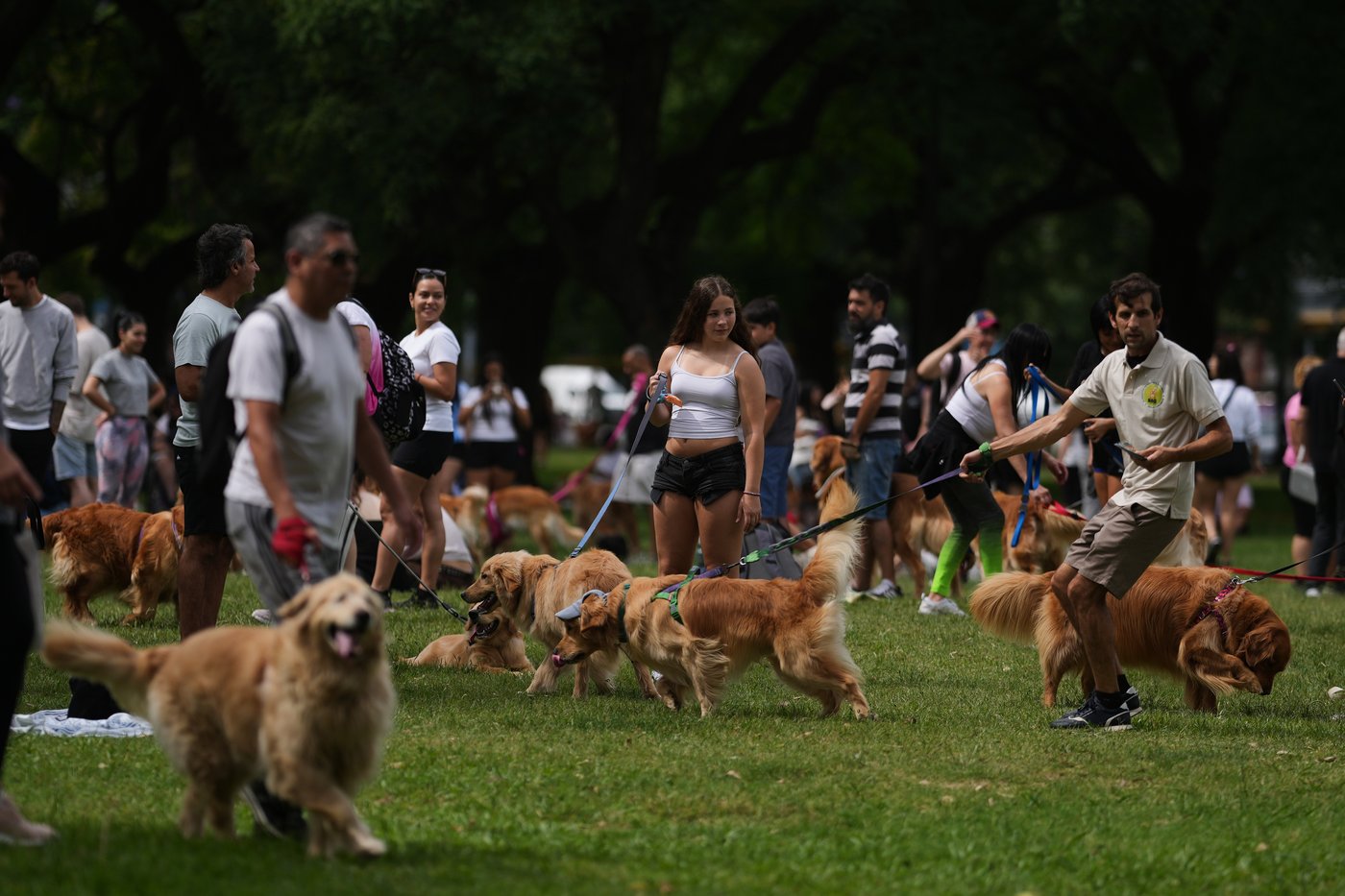 Photos of golden retrievers gathered in Buenos Aires for a world record attempt | iNFOnews.ca