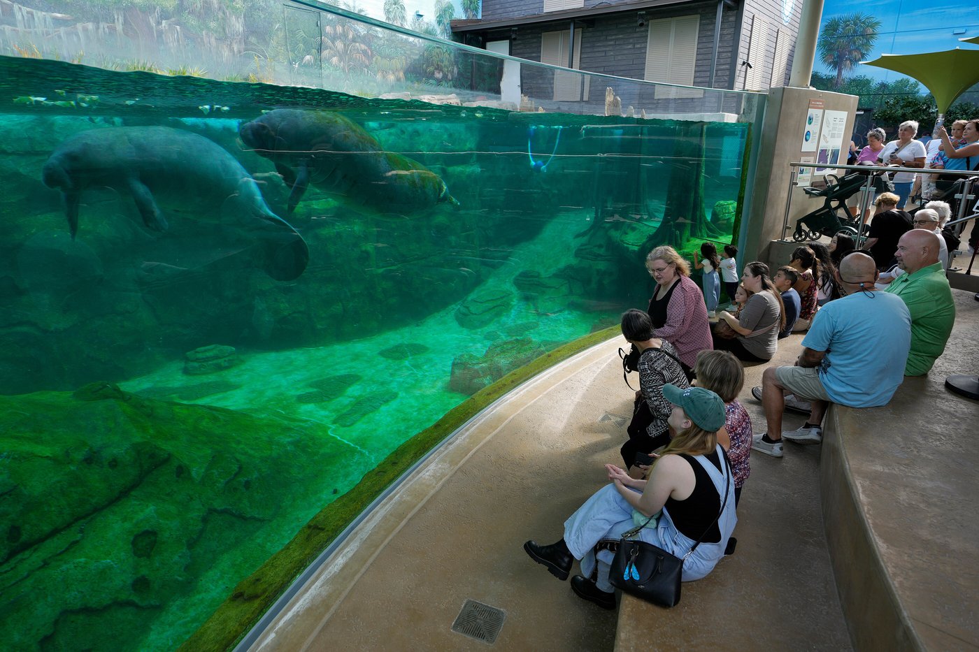 Florida's Mote Marine Laboratory relocates hundreds of marine animals to new $130M facility | iNFOnews.ca