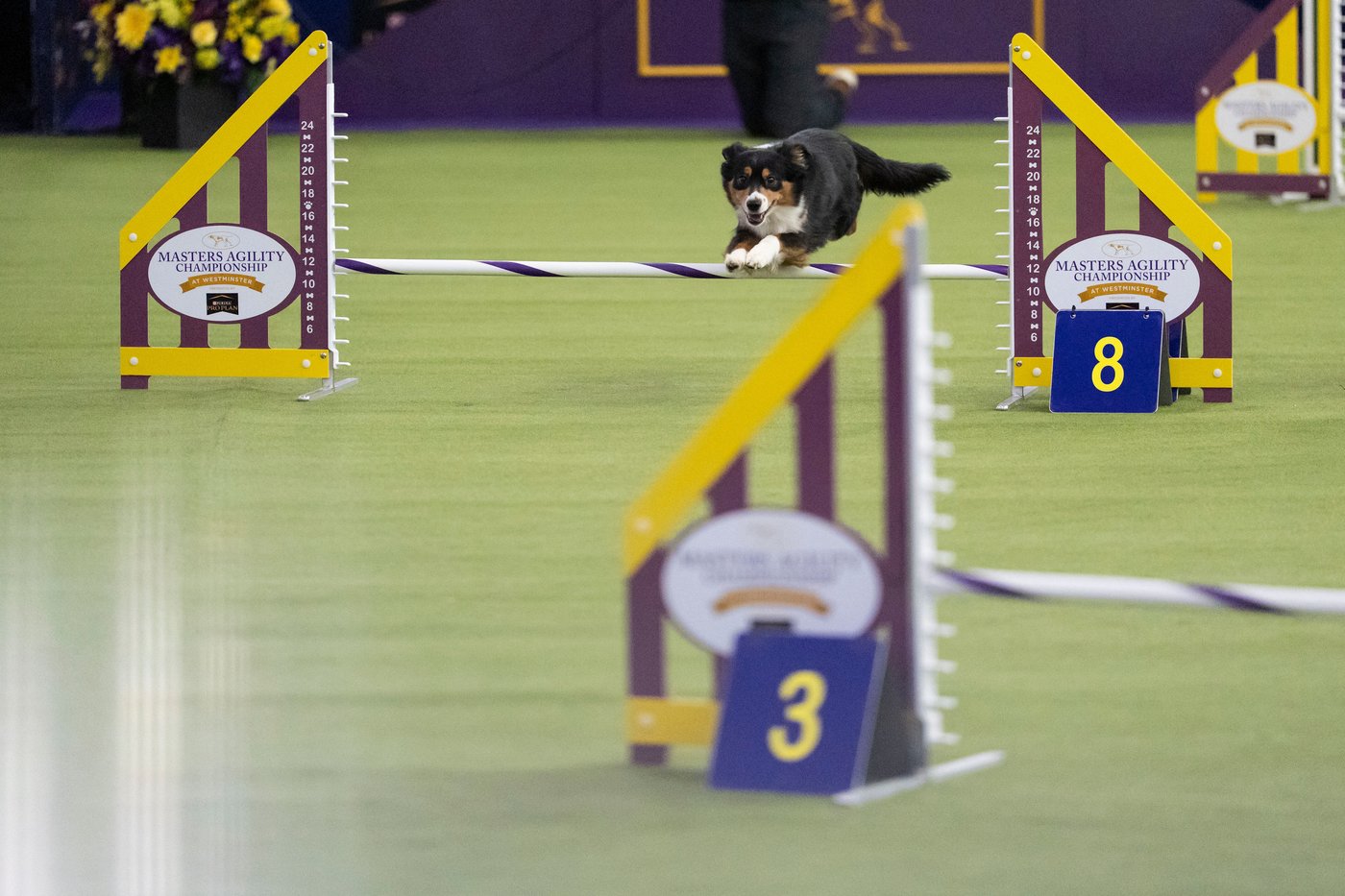 Wowed by the agility dogs at the Westminster show? Handlers explain how it's done | iNFOnews.ca