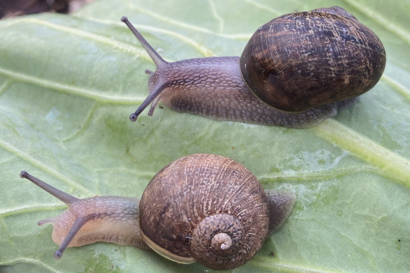 Ned is a perfectly nice snail, but a rare shell means a doomed love life | iNFOnews.ca