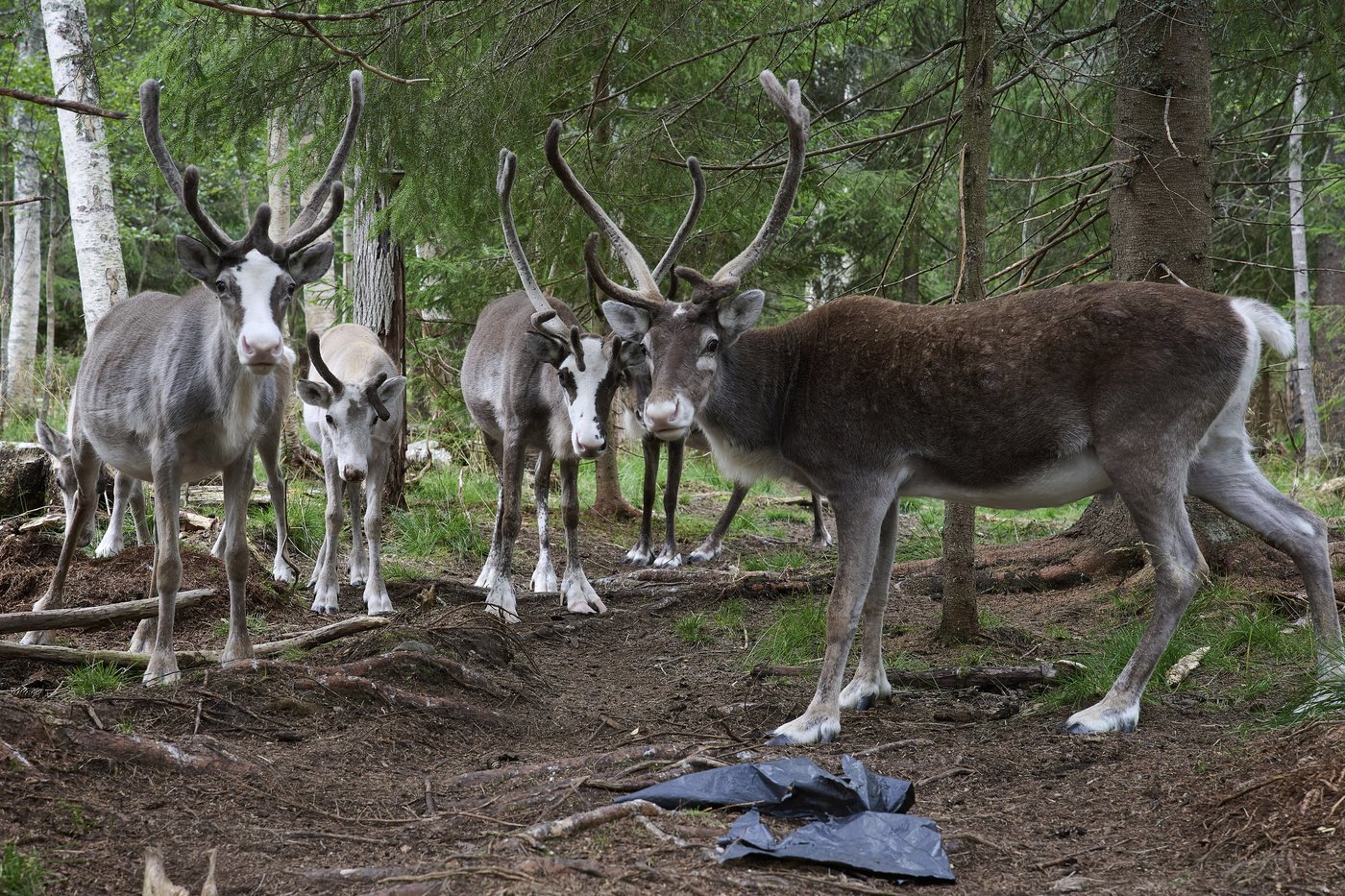 Sweden's plans to mine rare-earth minerals could ruin the lives of Indigenous Sami reindeer herders | iNFOnews.ca Sweden's plans to mine rare-earth minerals could ruin the lives of Indigenous Sami reindeer herders | iNFOnews.ca