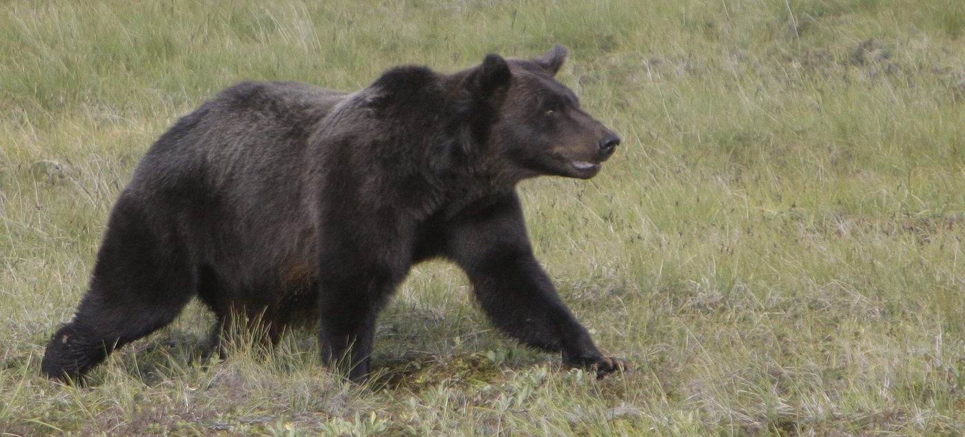 Search for grizzly behind 'extraordinary attack' on B.C. school group is called off | iNFOnews.ca