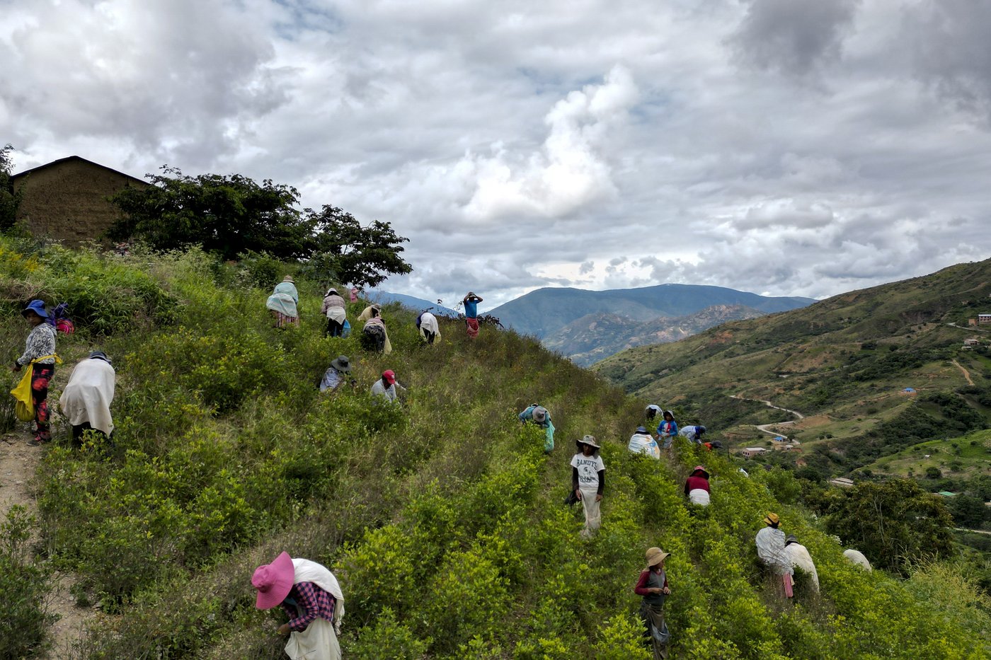 Coca leaves remain a source of work, faith and identity in Bolivia | iNFOnews.ca Coca leaves remain a source of work, faith and identity in Bolivia | iNFOnews.ca