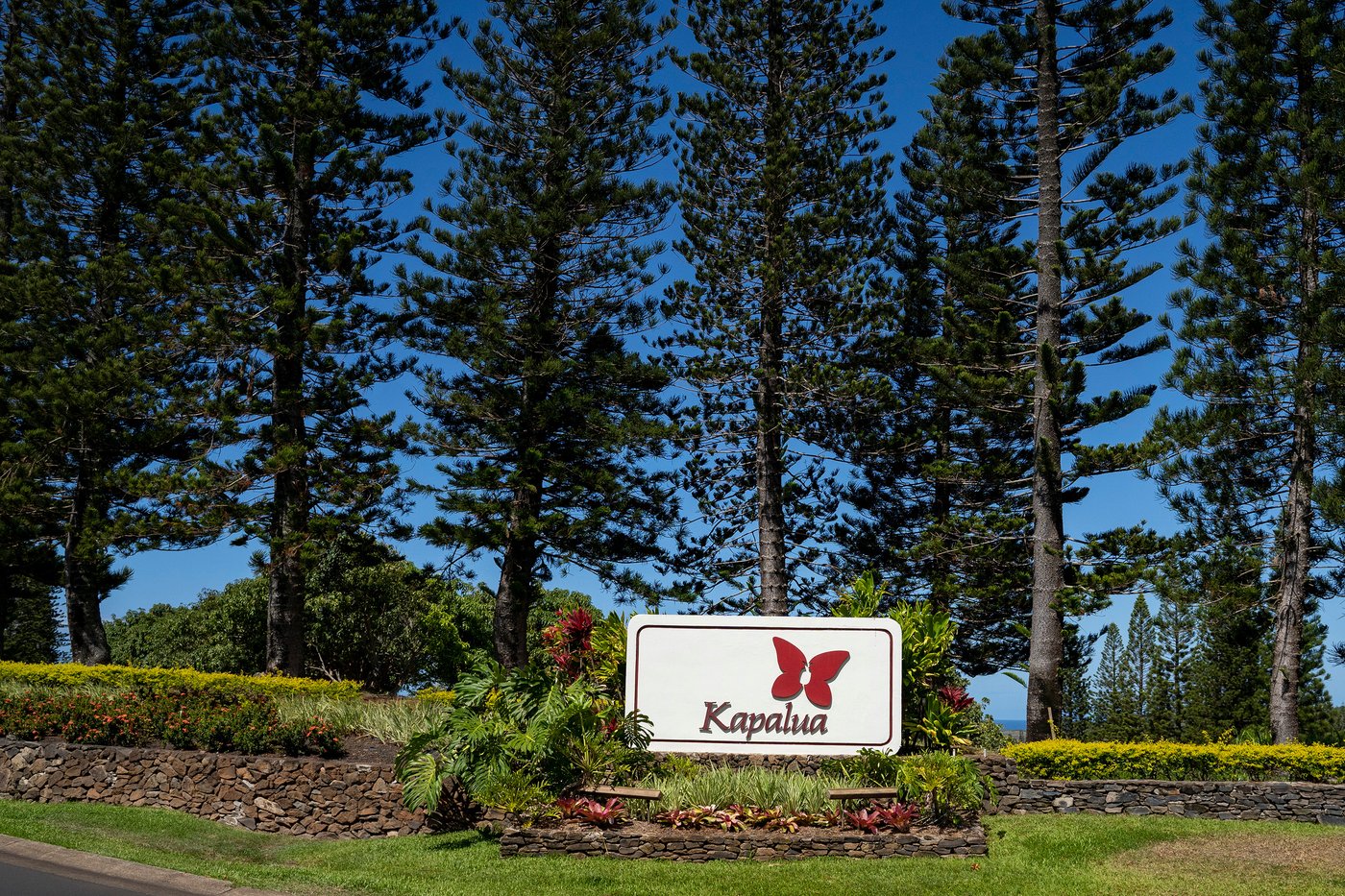 Brown grass cost a famed golf course a big tournament and highlighted Hawaii water problems | iNFOnews.ca