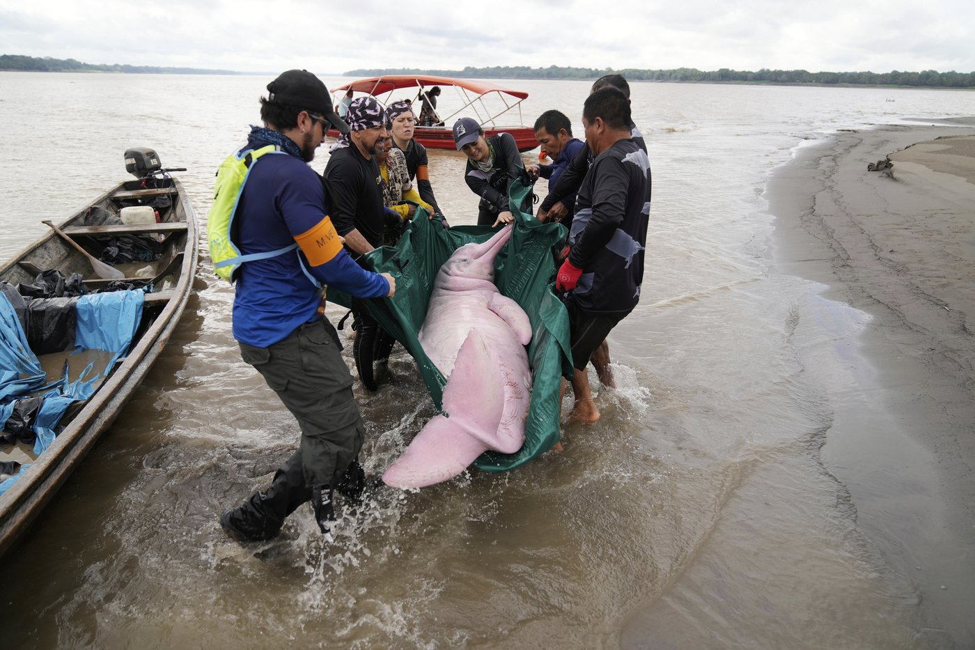 Endangered pink river dolphins face a rising mercury threat in the Amazon | iNFOnews.ca