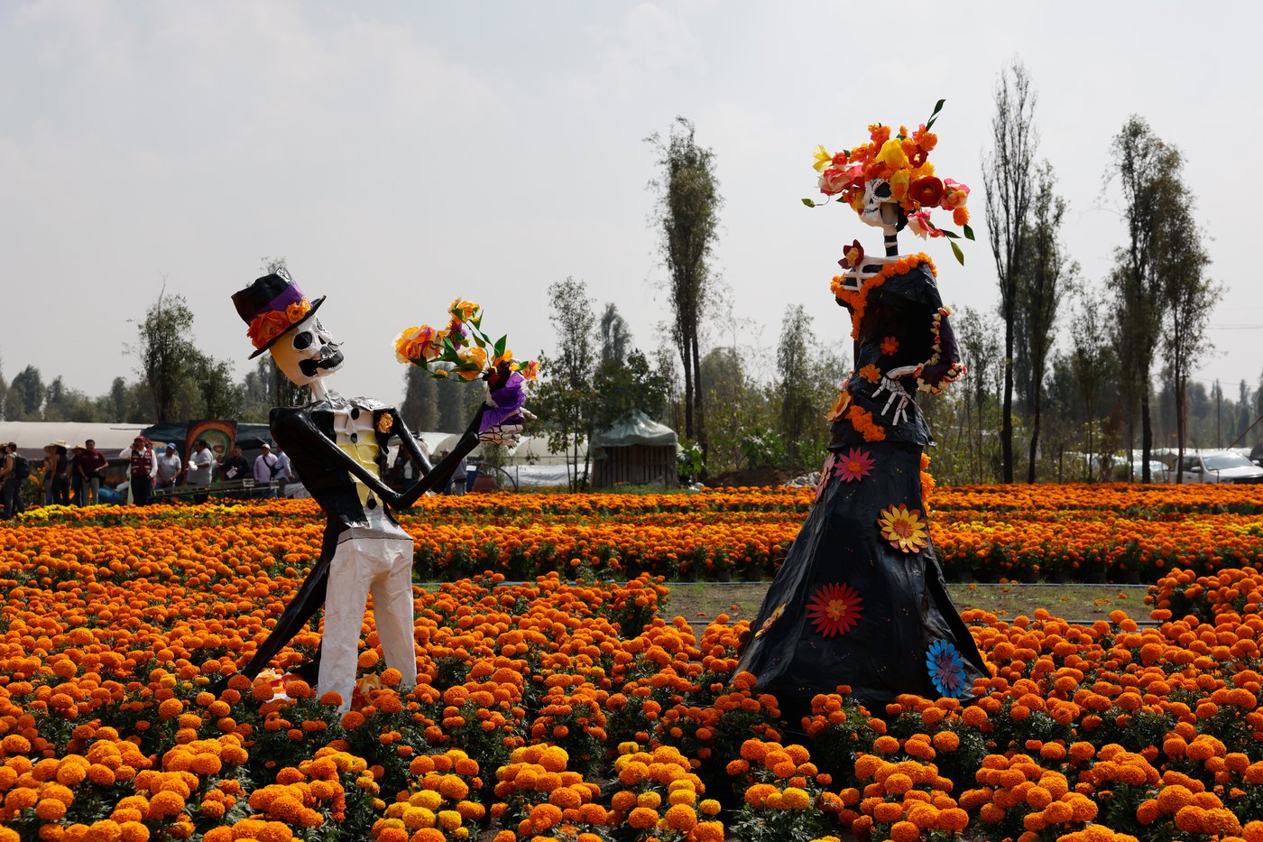 This orange flower cloaks Mexico during Day of the Dead. Climate change is putting it at risk | iNFOnews.ca
