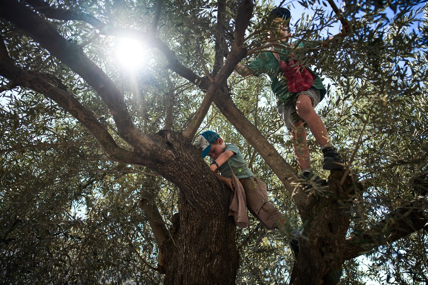 Photos show monks and nuns harvesting olives on the Holy Land’s Mount of Olives | iNFOnews.ca
