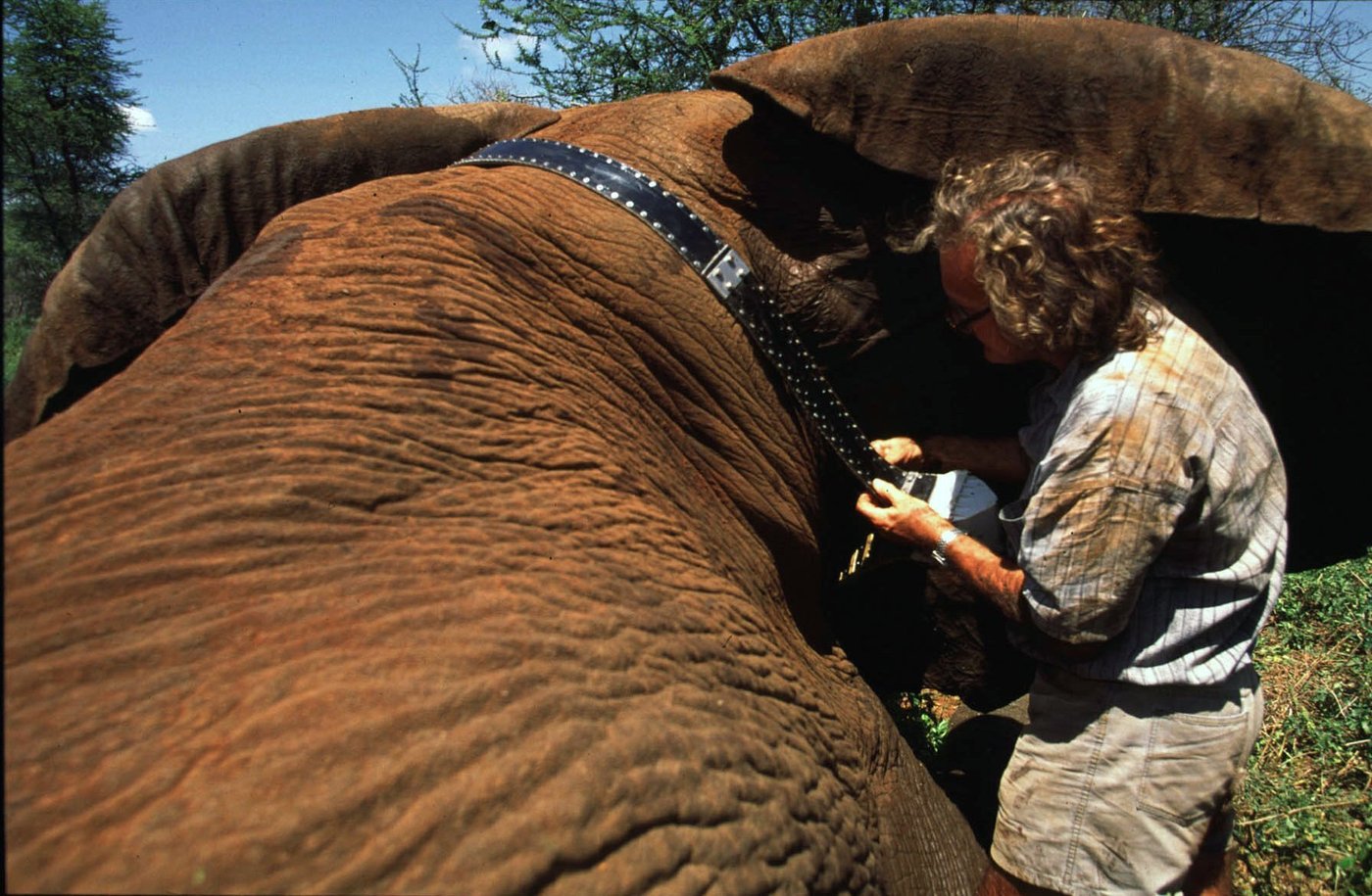 British zoologist and Save the Elephants founder Iain Douglas-Hamilton dies at 83 | iNFOnews.ca