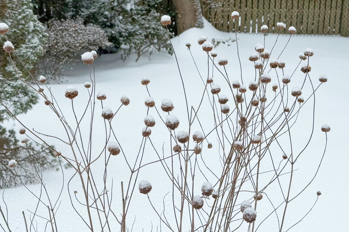 Snow protects your garden beds. Trees might need some help | iNFOnews.ca