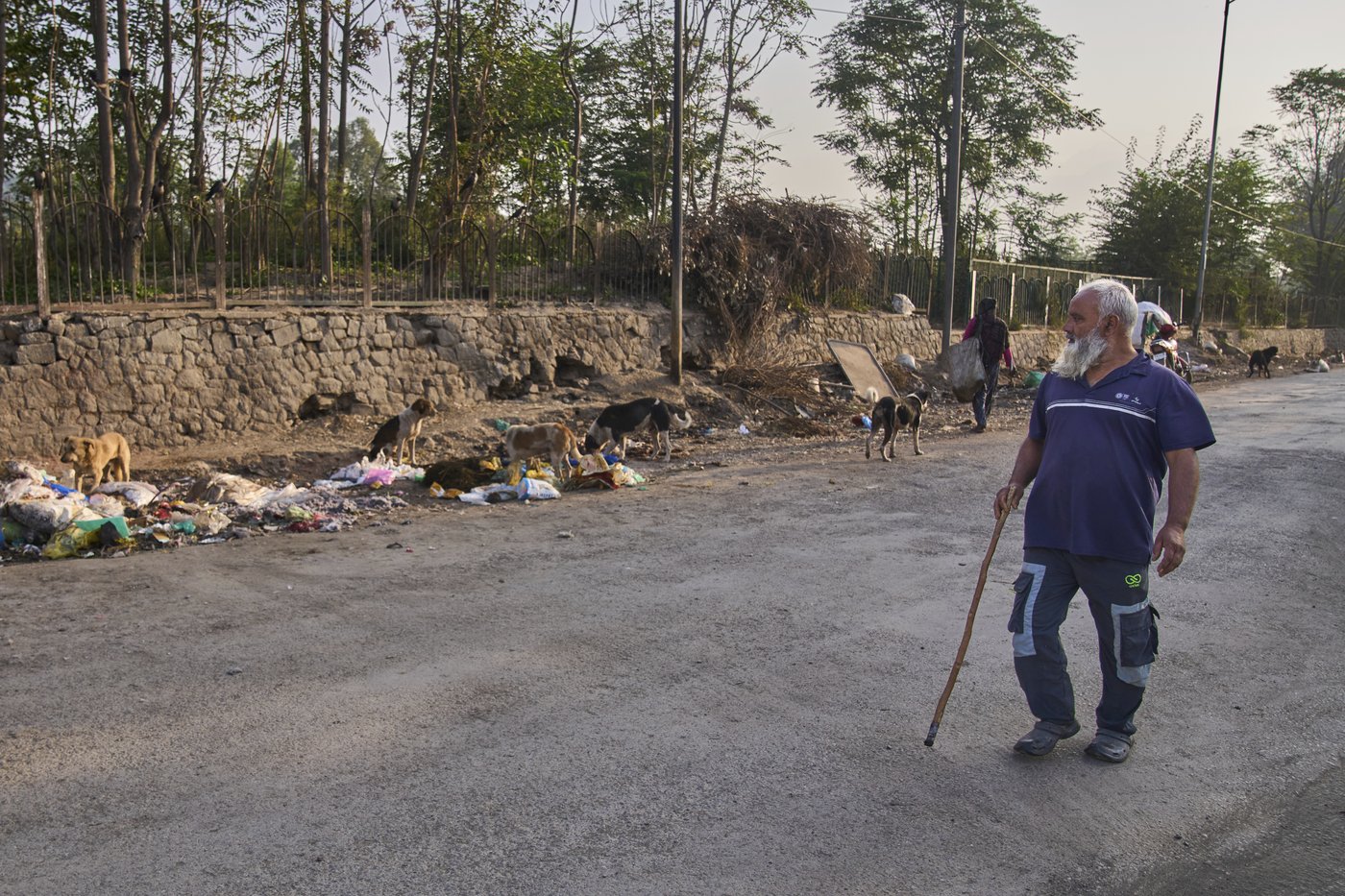 Photos of stray dogs in Indian-controlled Kashmir and attempts to control their population | iNFOnews.ca