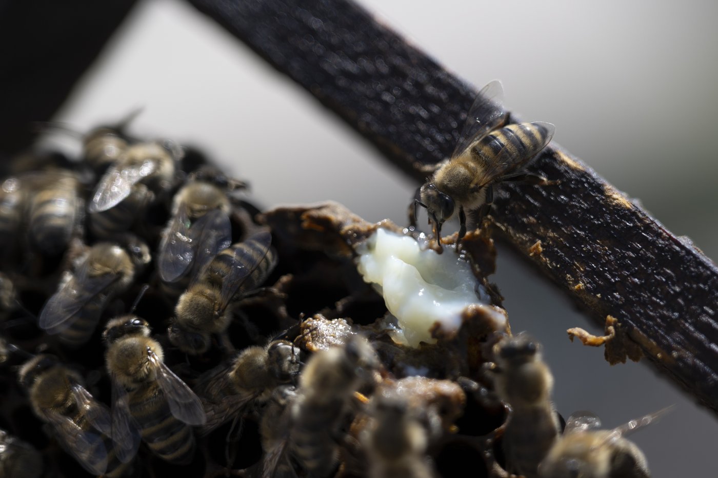 Rooftop beekeeping in Athens: A new buzz in urban ecosystems, in photos | iNFOnews.ca