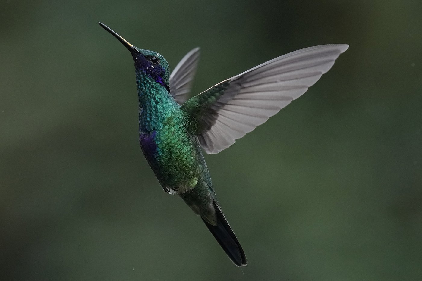 An ancient forest in Ecuador is the last stand for a tiny hummingbird facing extinction | iNFOnews.ca