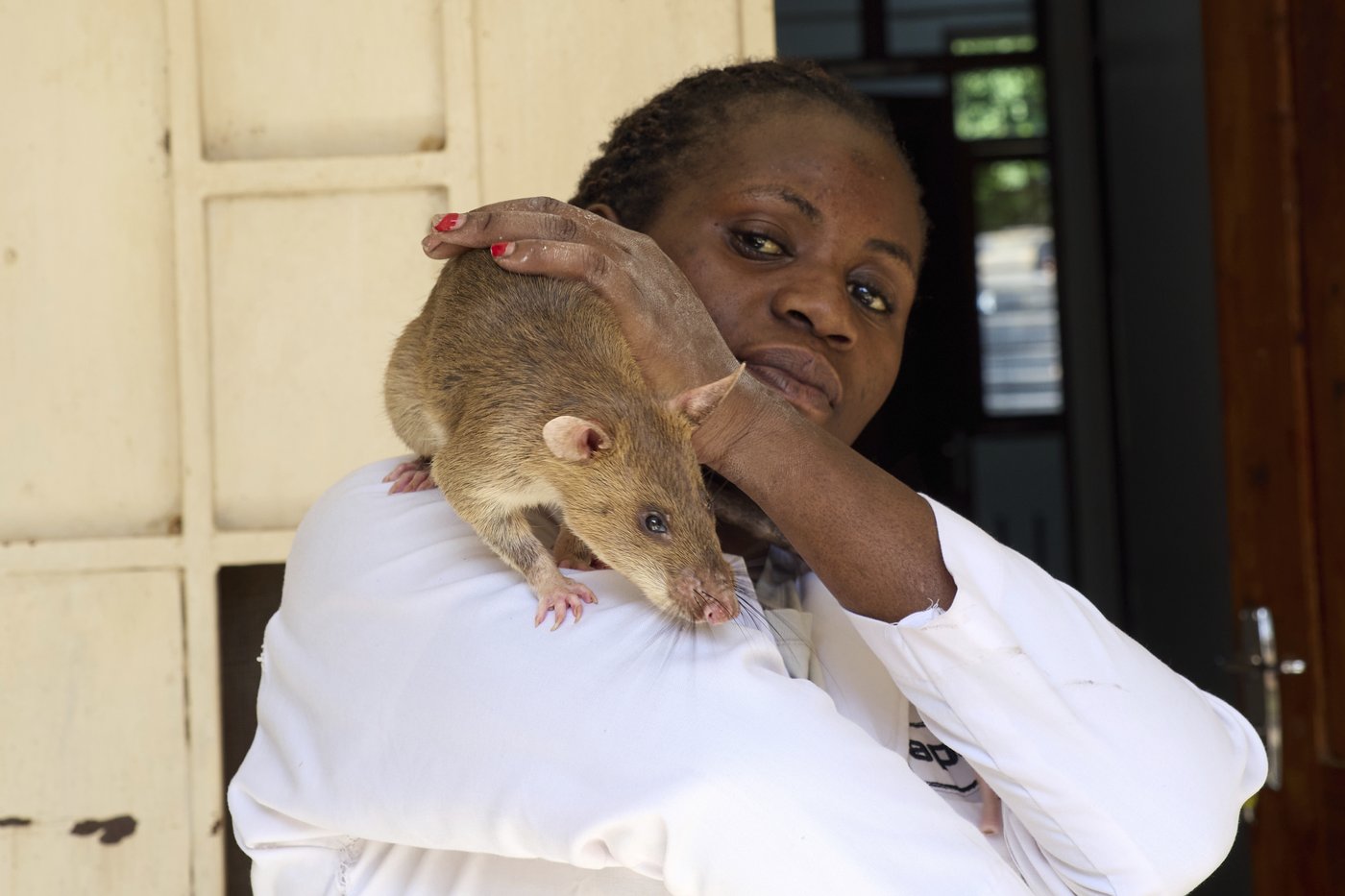 Land mines and tuberculosis are no match for Tanzanian ‘hero rats’ sniffing out danger and disease | iNFOnews.ca Land mines and tuberculosis are no match for Tanzanian ‘hero rats’ sniffing out danger and disease | iNFOnews.ca