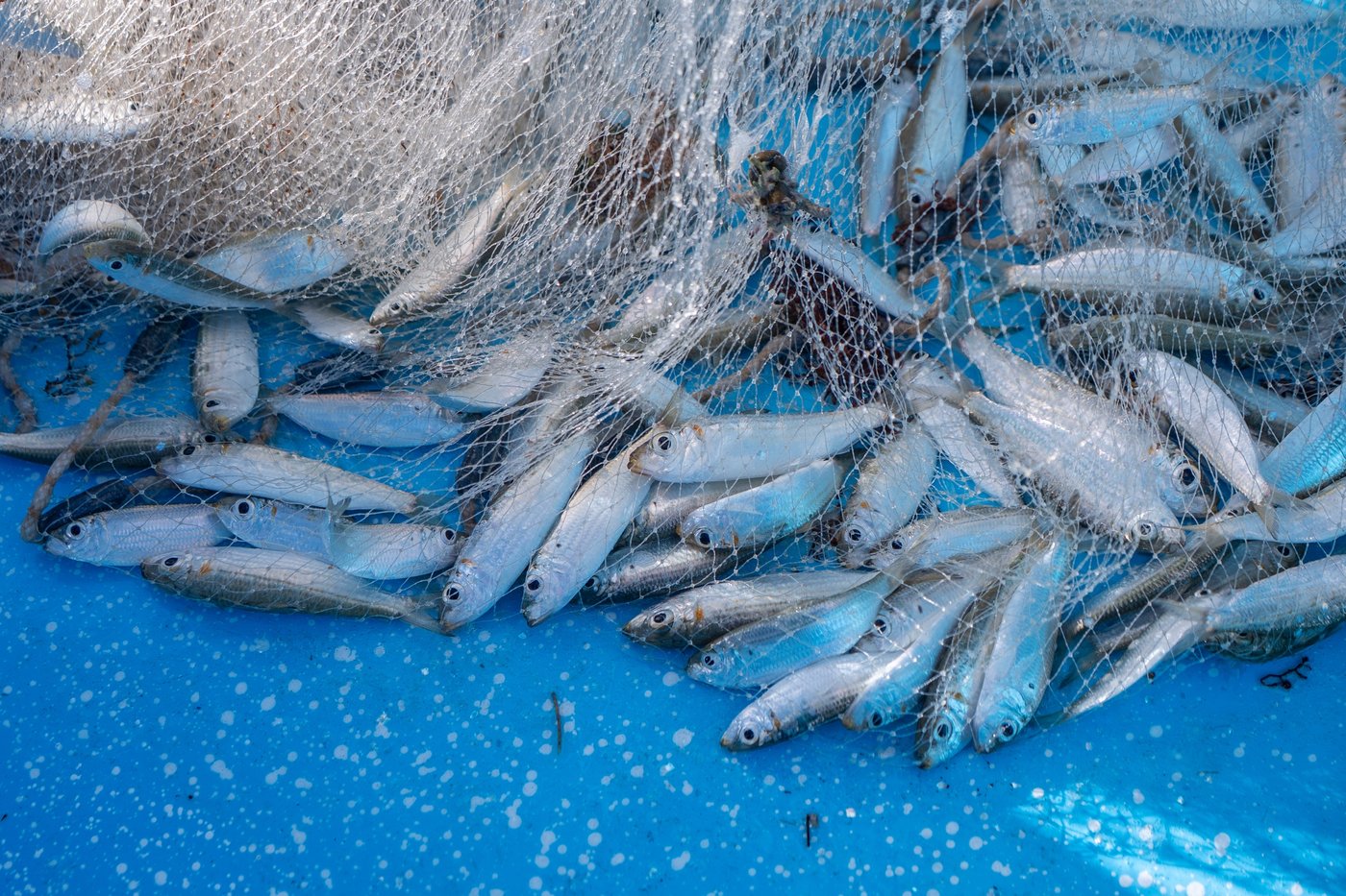 As reefs vanish, assisted coral fertilization offers hope in the Dominican Republic | iNFOnews.ca As reefs vanish, assisted coral fertilization offers hope in the Dominican Republic | iNFOnews.ca