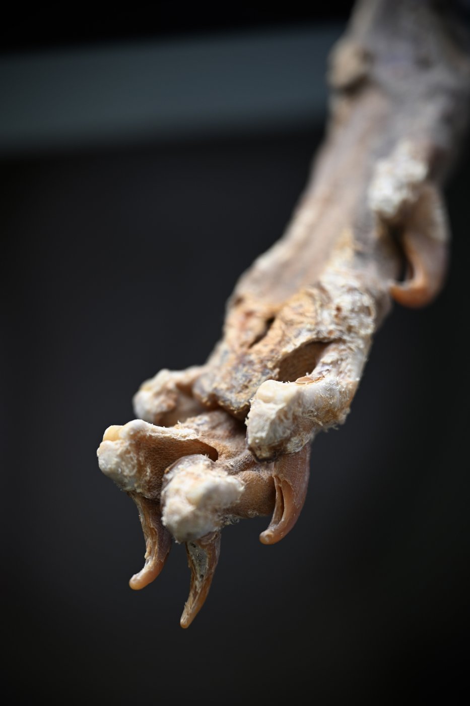 Mummified cheetahs found in Saudi caves shed light on lost populations | iNFOnews.ca