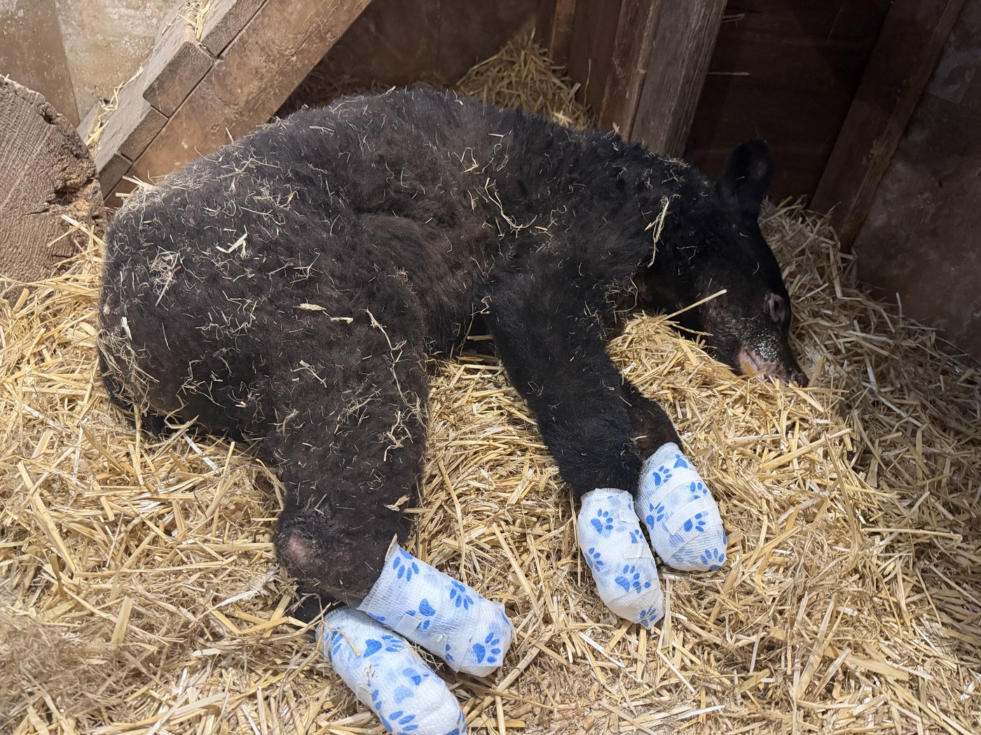 "A Christmas miracle:' Black bear cub recovering from serious burn injuries in B.C. | iNFOnews.ca