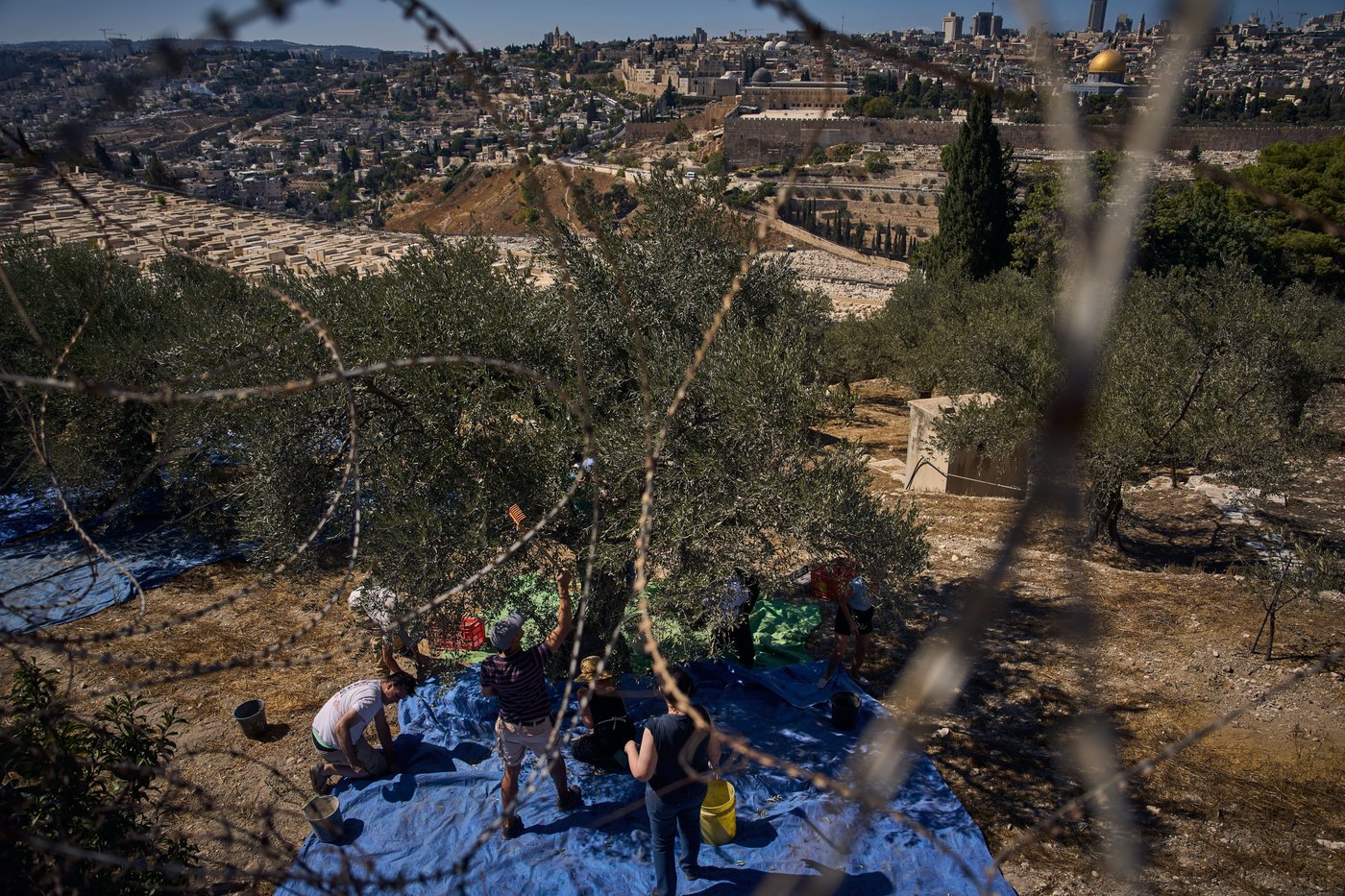 Photos show monks and nuns harvesting olives on the Holy Land’s Mount of Olives | iNFOnews.ca