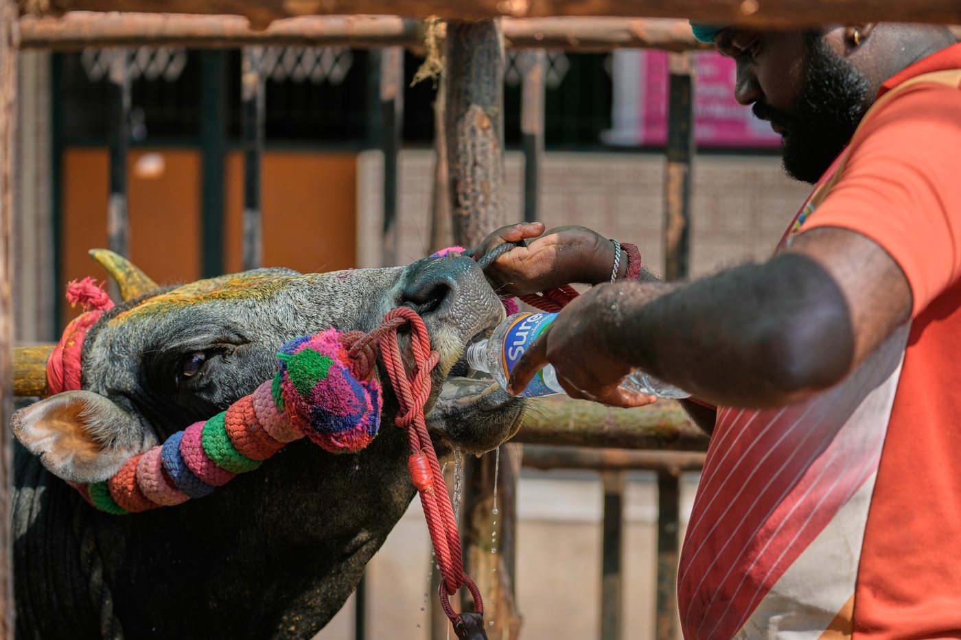 PHOTO ESSAY: Centuries-old bull festival in southern India remains a popular draw | iNFOnews.ca