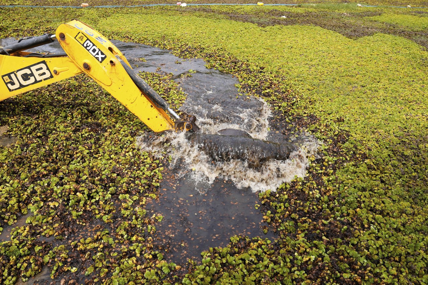 As climate risks grow, India's Bengaluru is trying to save its vanishing lakes | iNFOnews.ca As climate risks grow, India's Bengaluru is trying to save its vanishing lakes | iNFOnews.ca