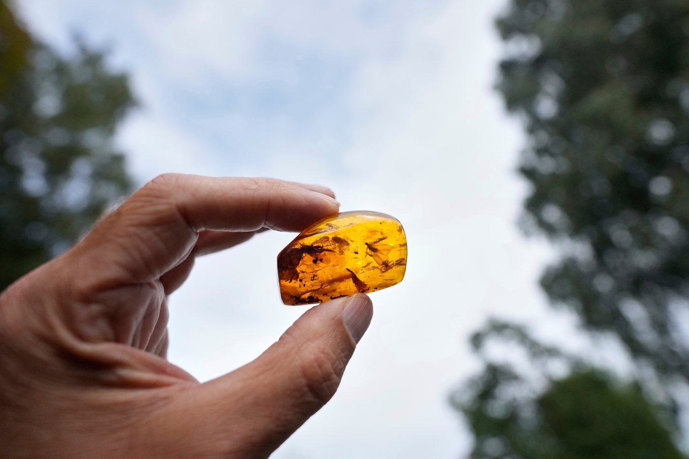 Finding happiness in amber: On Germany's Baltic coast, people go hunting for the precious pieces | iNFOnews.ca Finding happiness in amber: On Germany's Baltic coast, people go hunting for the precious pieces | iNFOnews.ca