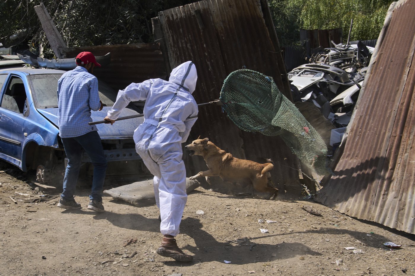 Photos of stray dogs in Indian-controlled Kashmir and attempts to control their population | iNFOnews.ca