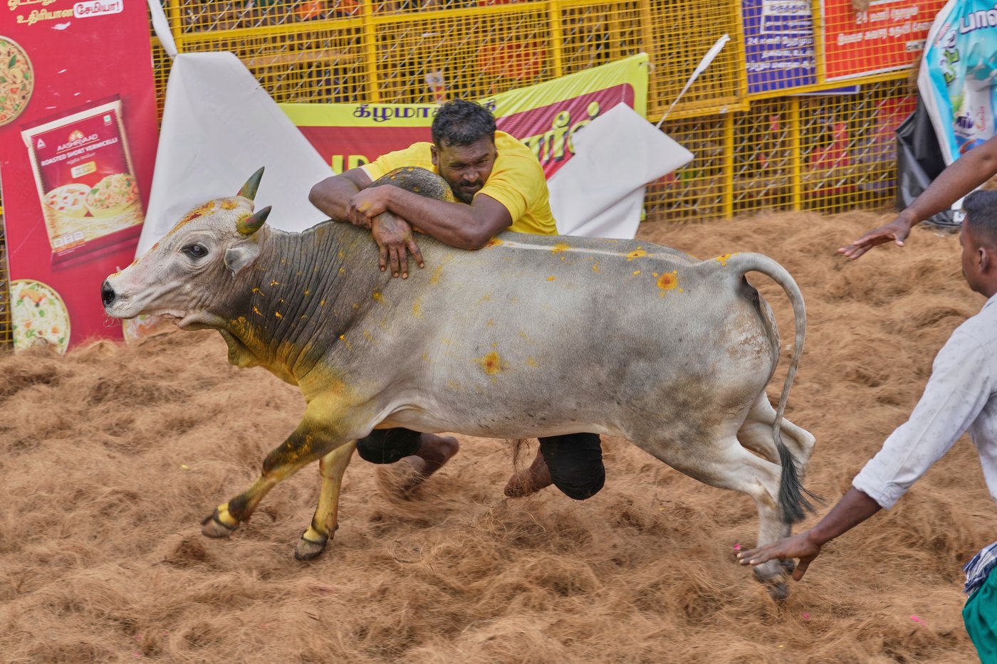 PHOTO ESSAY: Centuries-old bull festival in southern India remains a popular draw | iNFOnews.ca