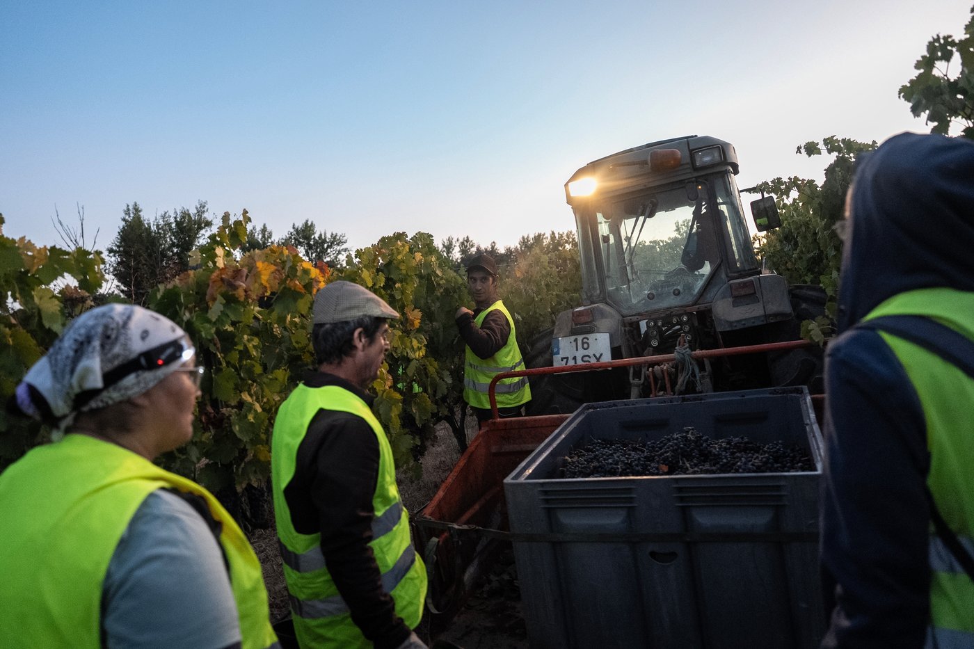 In the cool of a Portugal night, it’s time to pick the grapes | iNFOnews.ca