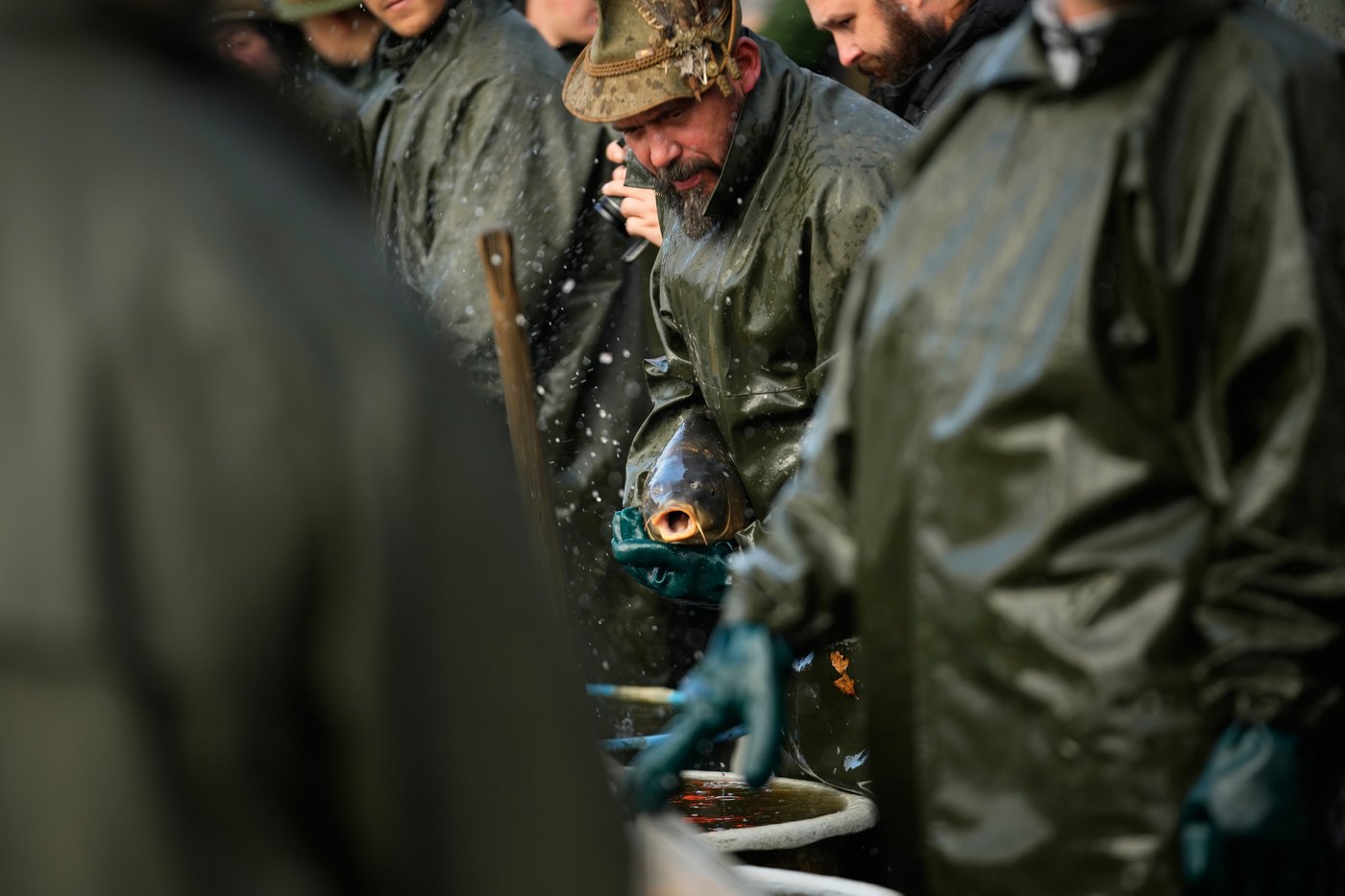 Photos show Czech fisherman hauling in Christmas carp for holiday tables | iNFOnews.ca