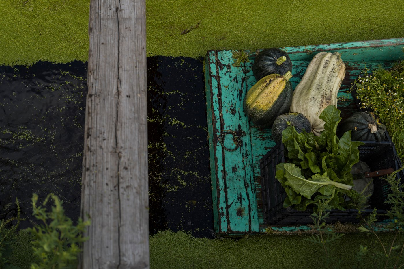 Women in Mexico step up to protect ancient Aztec farms and save a vanishing ecosystem | iNFOnews.ca