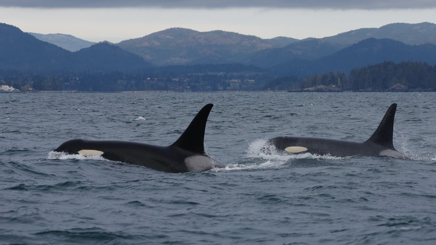 Southern resident killer whales show signs of slow decline toward disappearance | iNFOnews.ca
