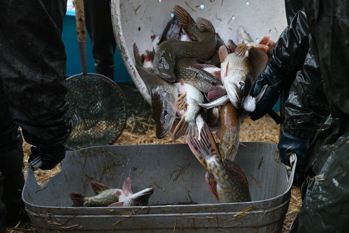 Photos show Czech fisherman hauling in Christmas carp for holiday tables | iNFOnews.ca