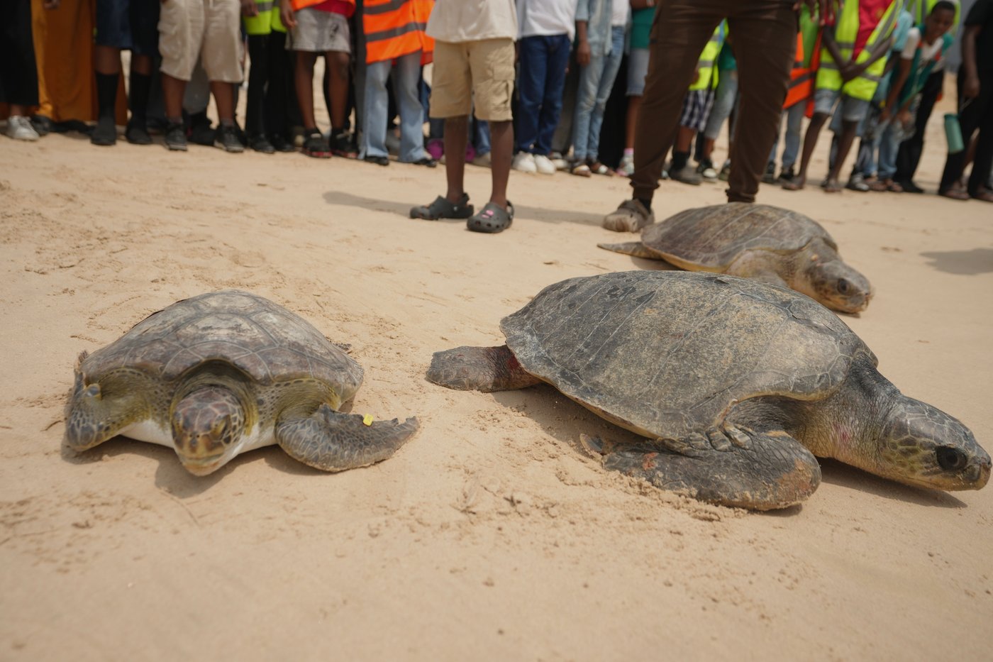 Conservation group rescues sea turtles caught in nets at Nigerian coastal city and rewards fishermen | iNFOnews.ca Conservation group rescues sea turtles caught in nets at Nigerian coastal city and rewards fishermen | iNFOnews.ca