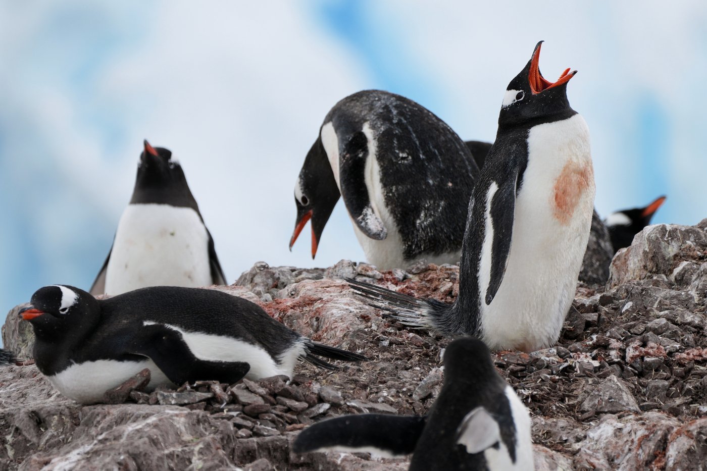 Researchers find Antarctic penguin breeding is heating up sooner, and that's a problem | iNFOnews.ca