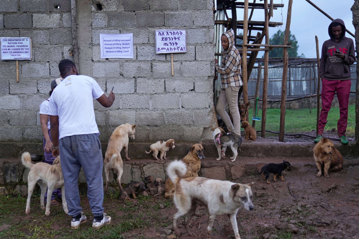 Abandoned dogs in Ethiopia's capital get little care. A woman wants to change that | iNFOnews.ca